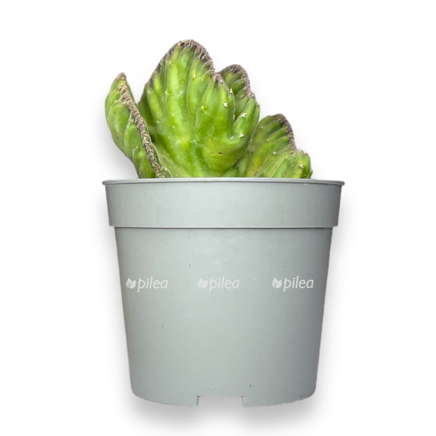 stapelia leendertziae f. cristata