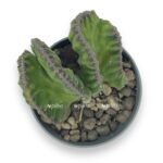 stapelia leendertziae f. cristata