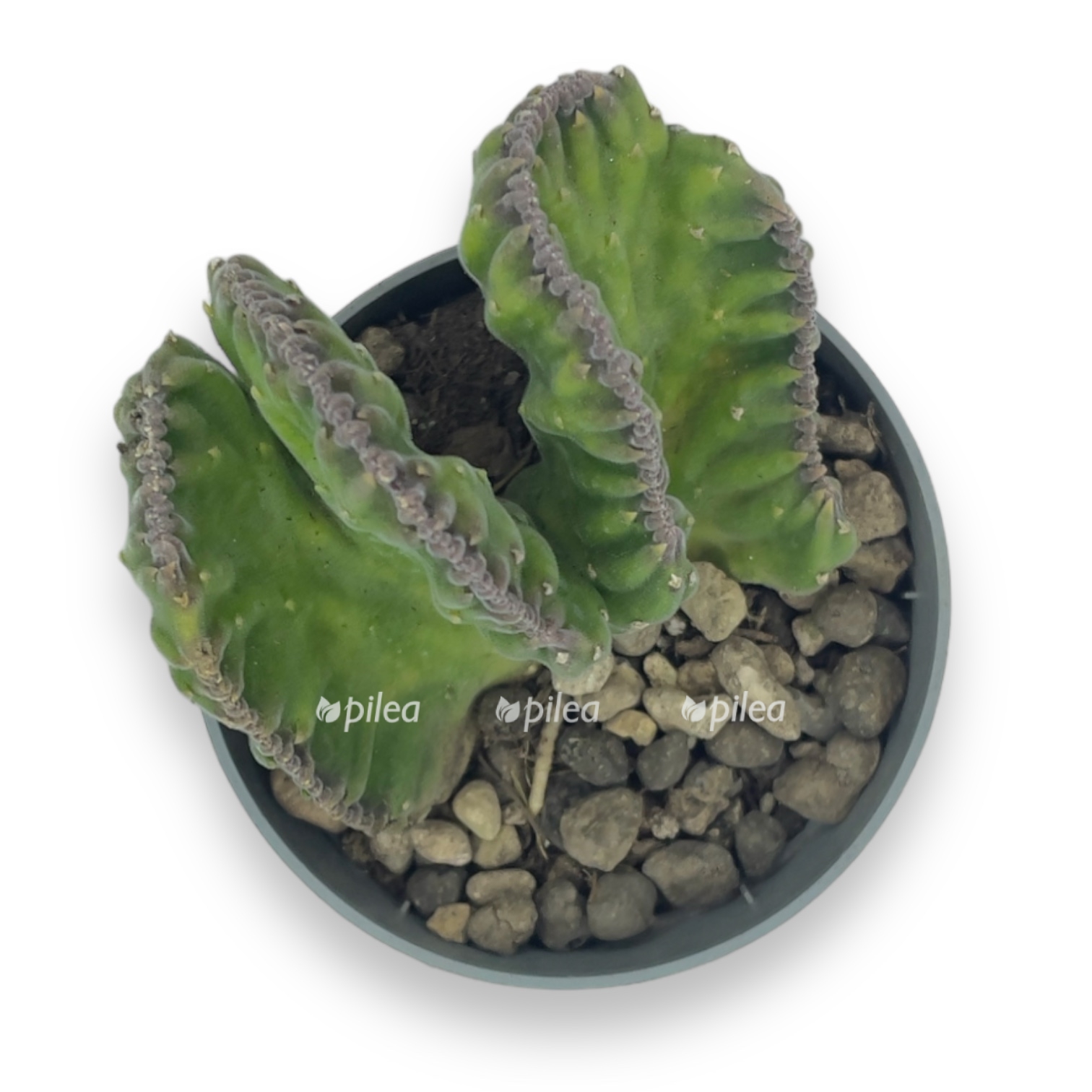 stapelia leendertziae f. cristata