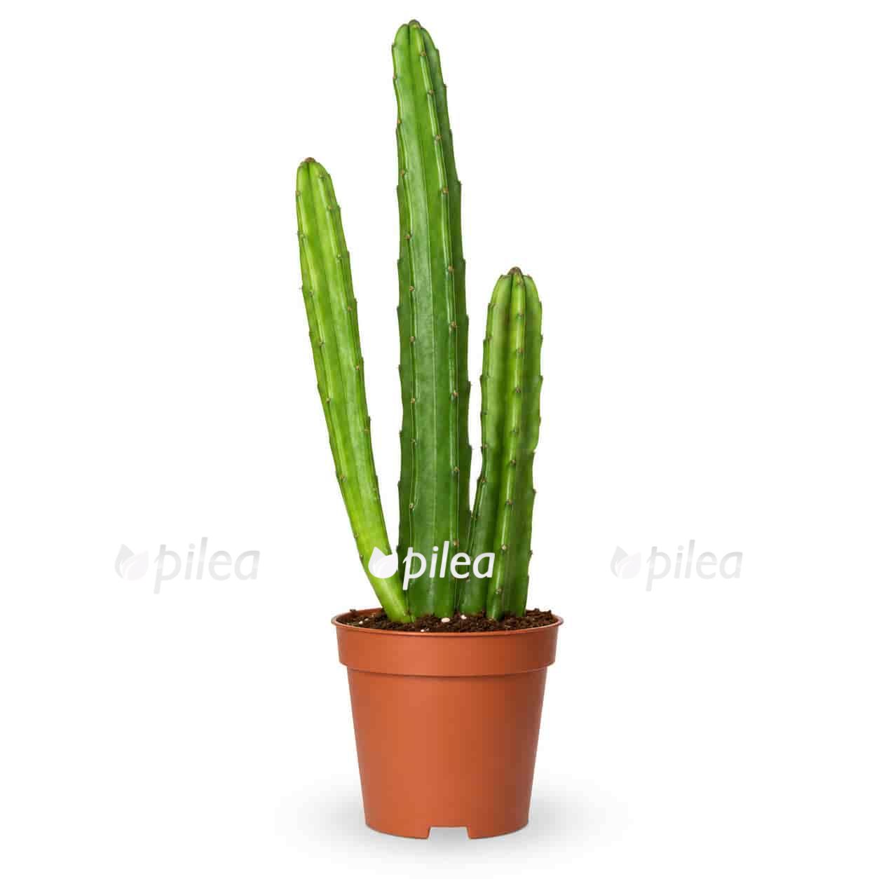 stapelia leendertziae