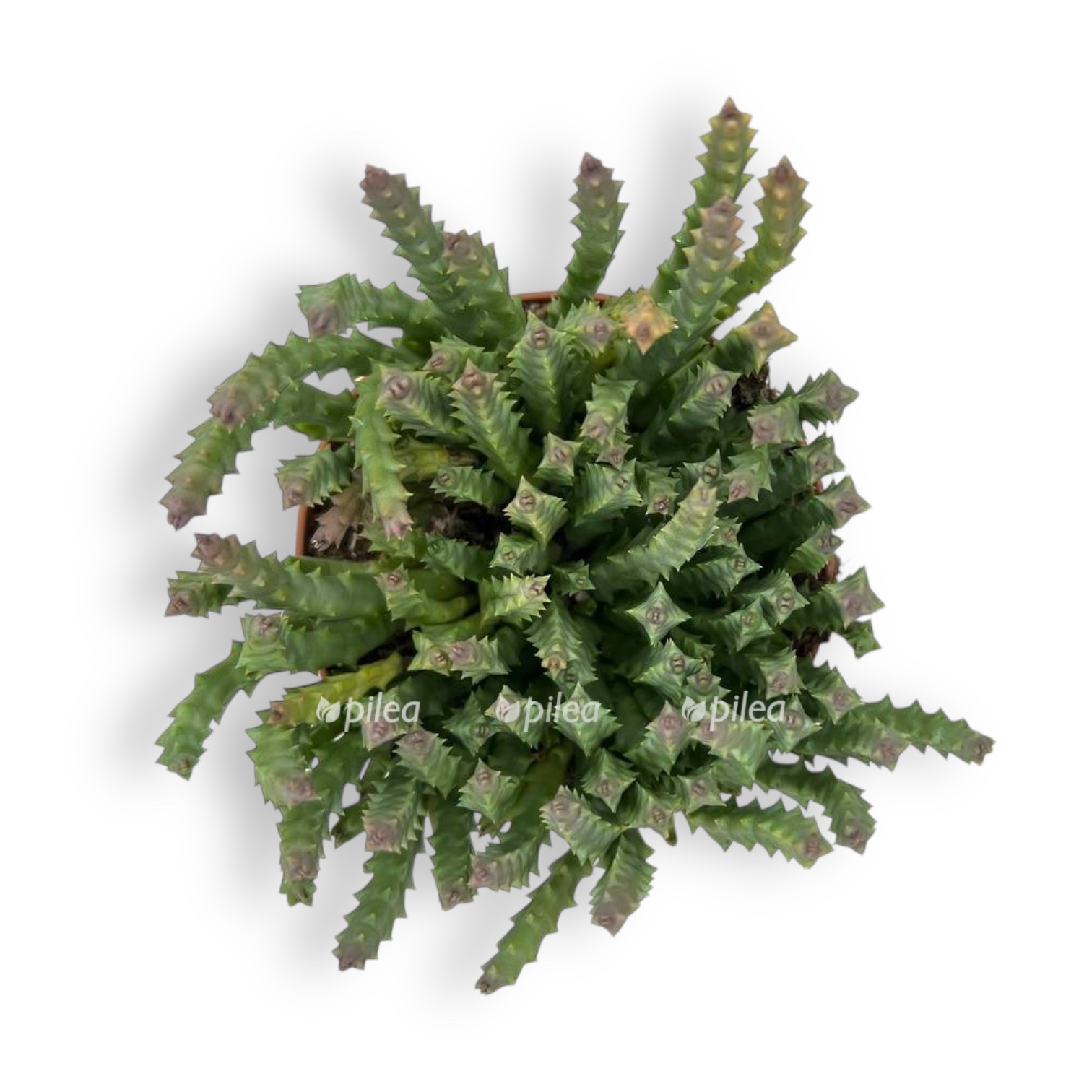 stapeliya desmetiana