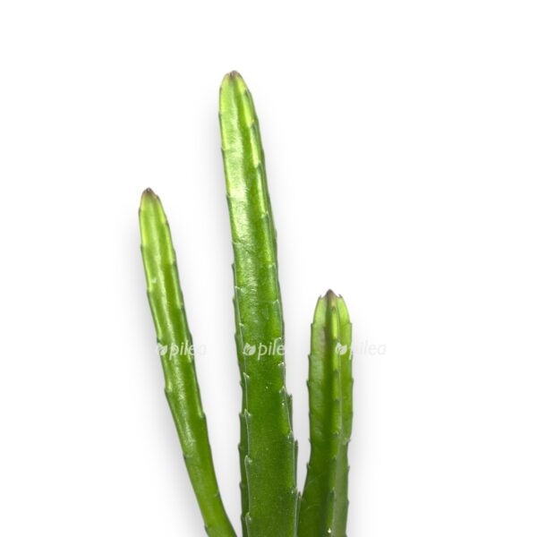 stapeliya leenderca e1729774621958