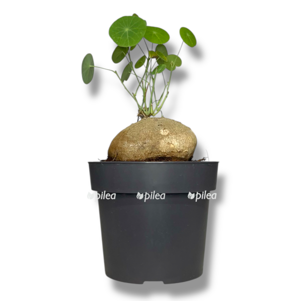 stefaniya suberosa e1758211894386