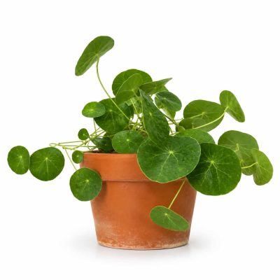 Стефания Эректа купить