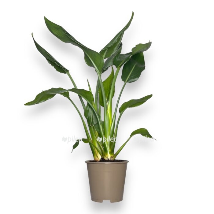 streliciya regina e1698252246564