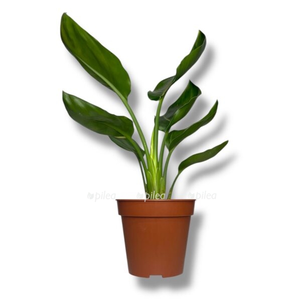 streliciya regina variegata e1767686948271