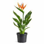 Стрелиция Регина купить