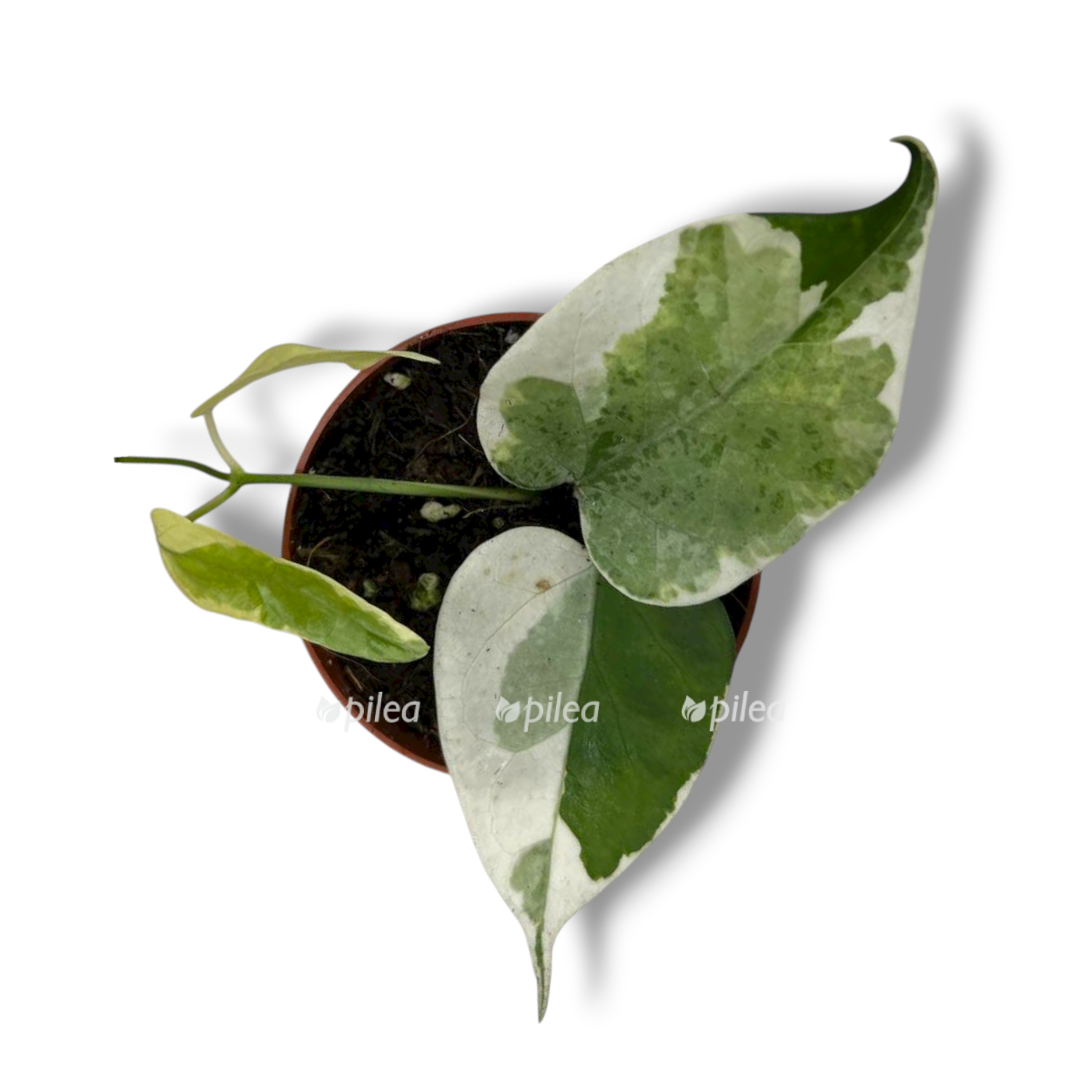 streptokaulon yuventas variegata 1