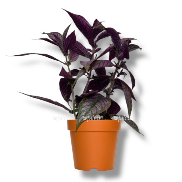 strobilantes dajera e1770414841573