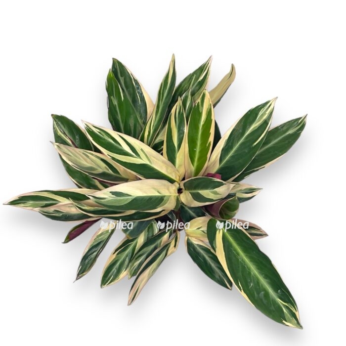 stromanta sangvineya triostar e1704729485258