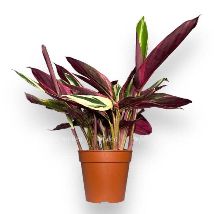 stromanta sangvineya triostar e1704729495727