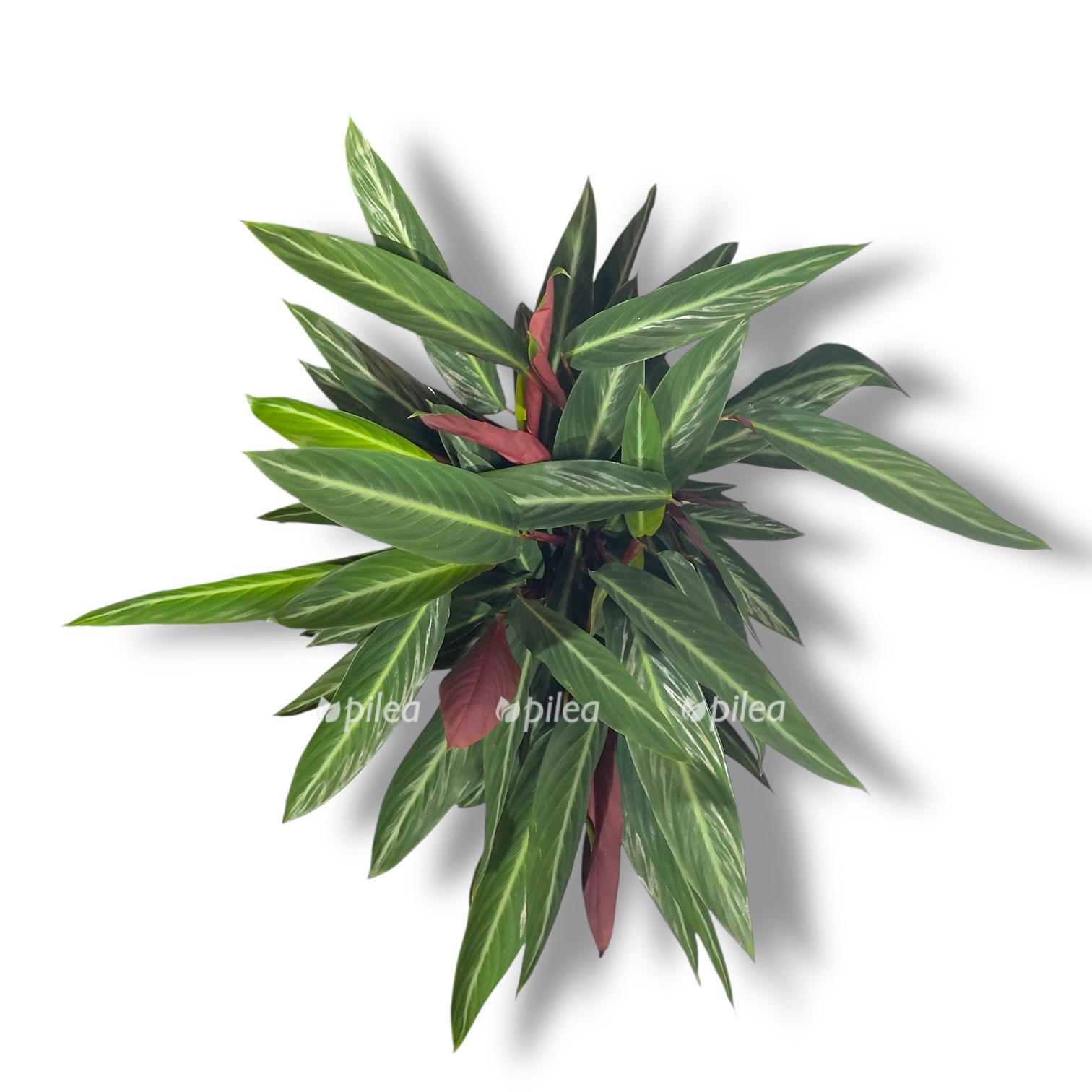 stromanta sangviniya