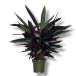 stromanta sangviniya