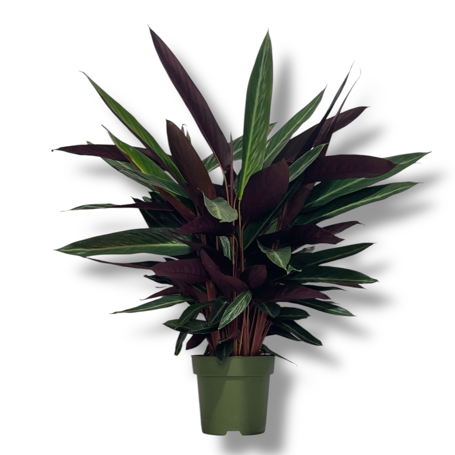 stromanta sangviniya