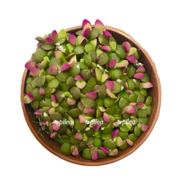 sukkulent-anakampseros-e1667256197167.jpg sukkulent anakampseros e1667256197167