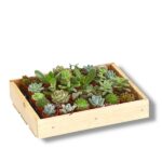 Суккулент Микс купить