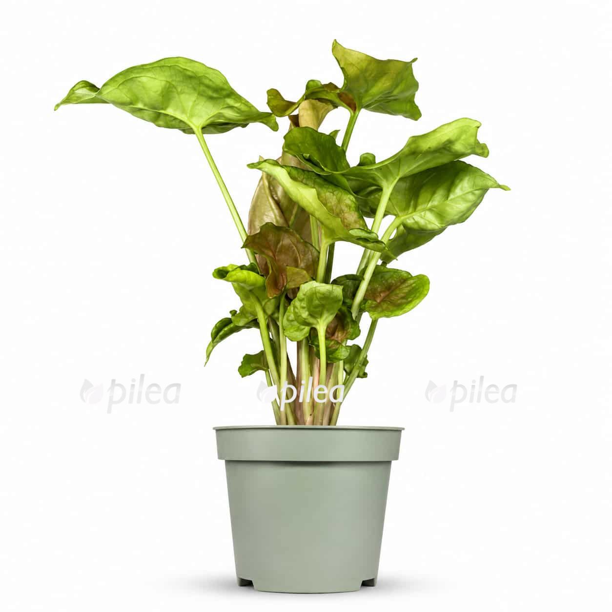 syngonium berry