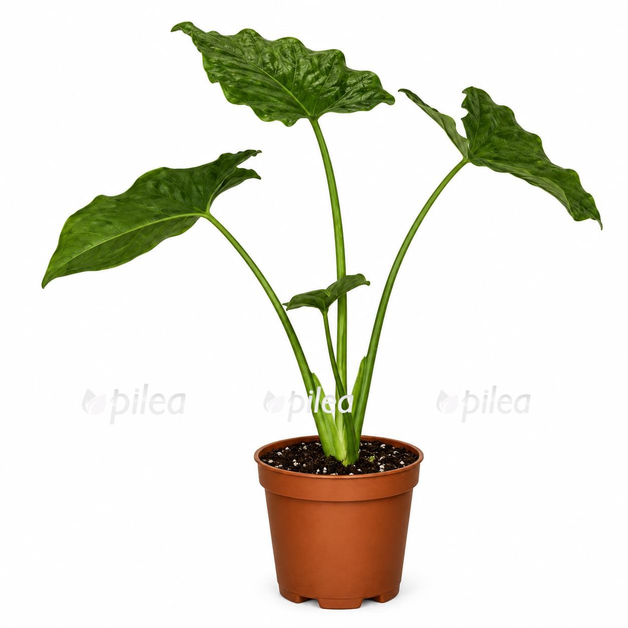 syngonium-mottled-stek syngonium mottled stek