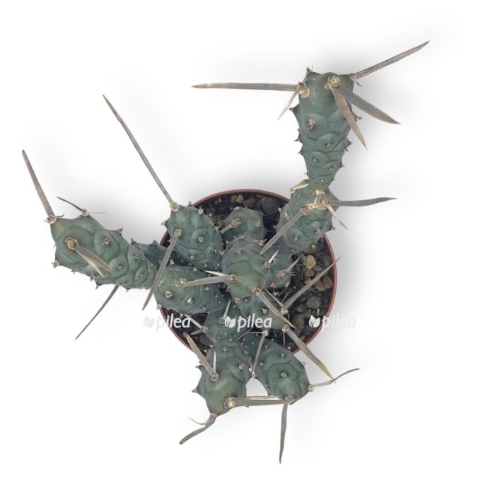 tefrokaktus artikulatus e1716925882417