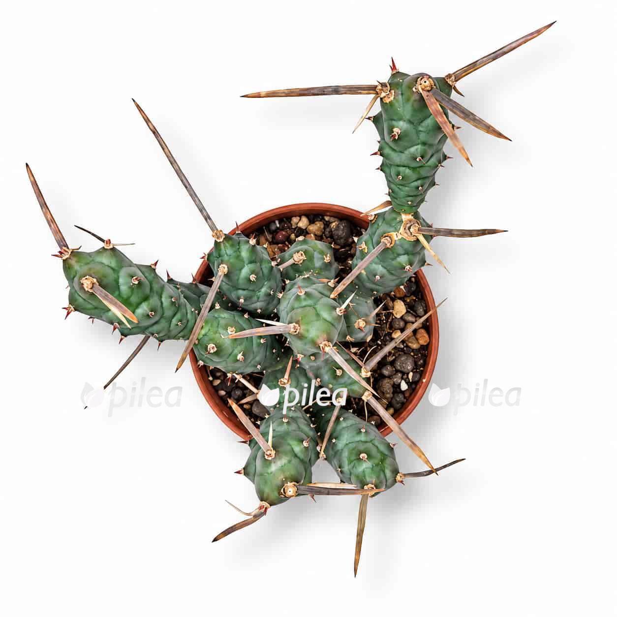 tefrokaktus artikulatus siringokantus