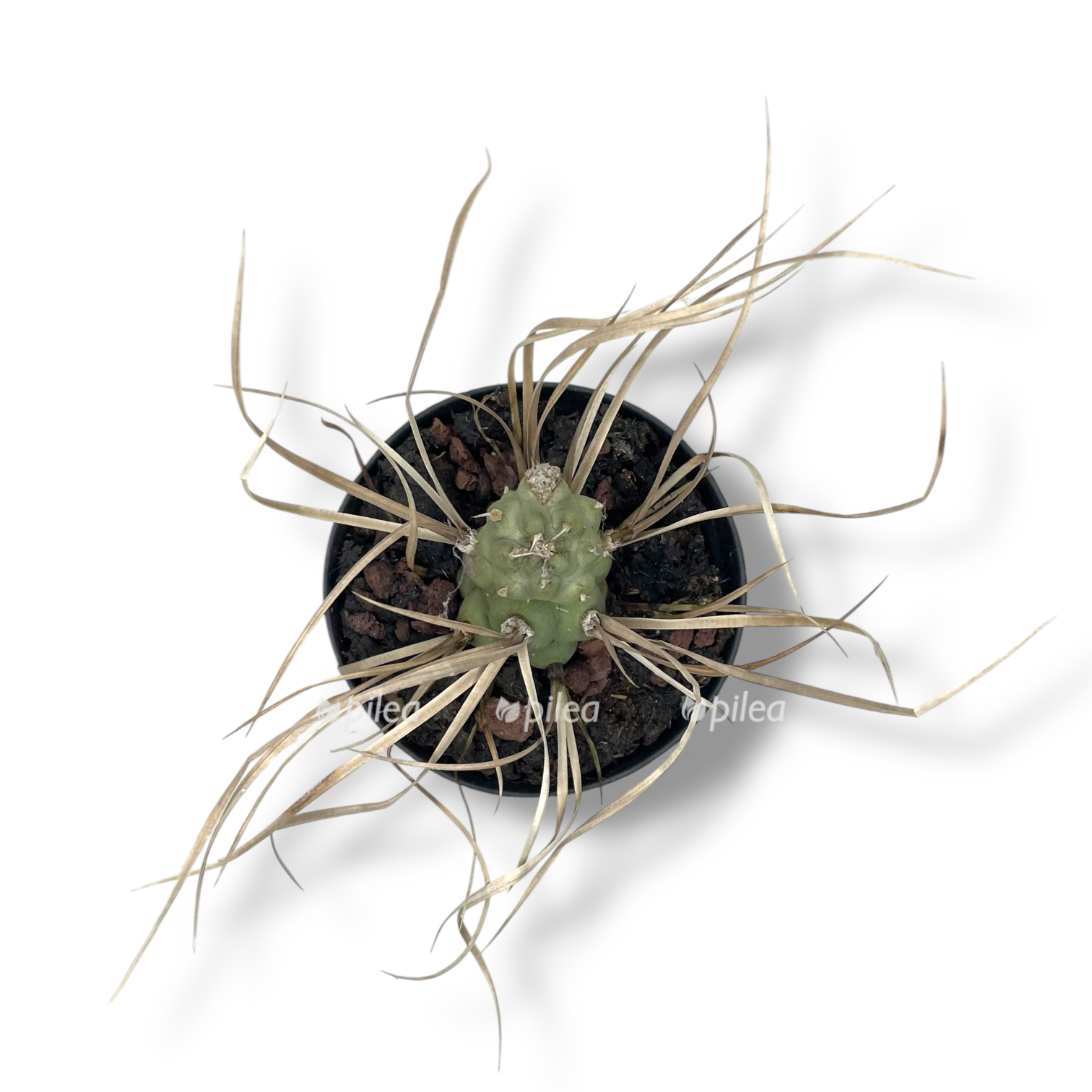 tefrokaktus artikulatus