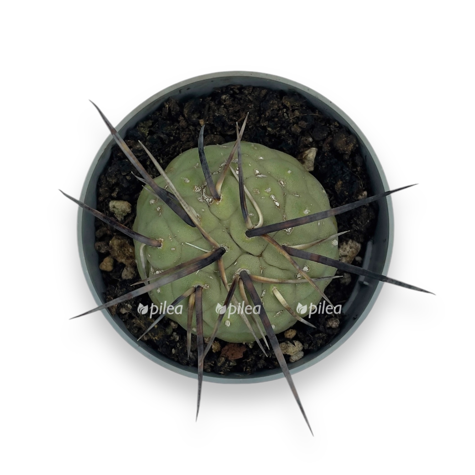 tefrokaktus geometricheskij