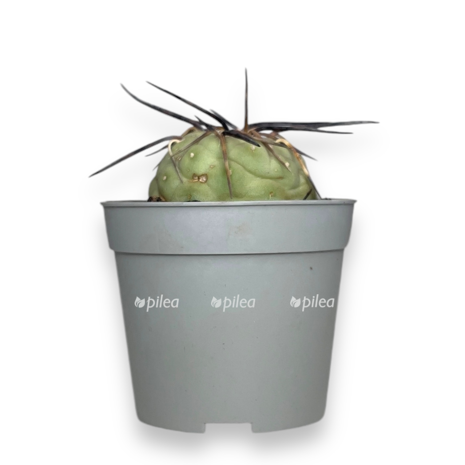 tefrokaktus geometricheskij