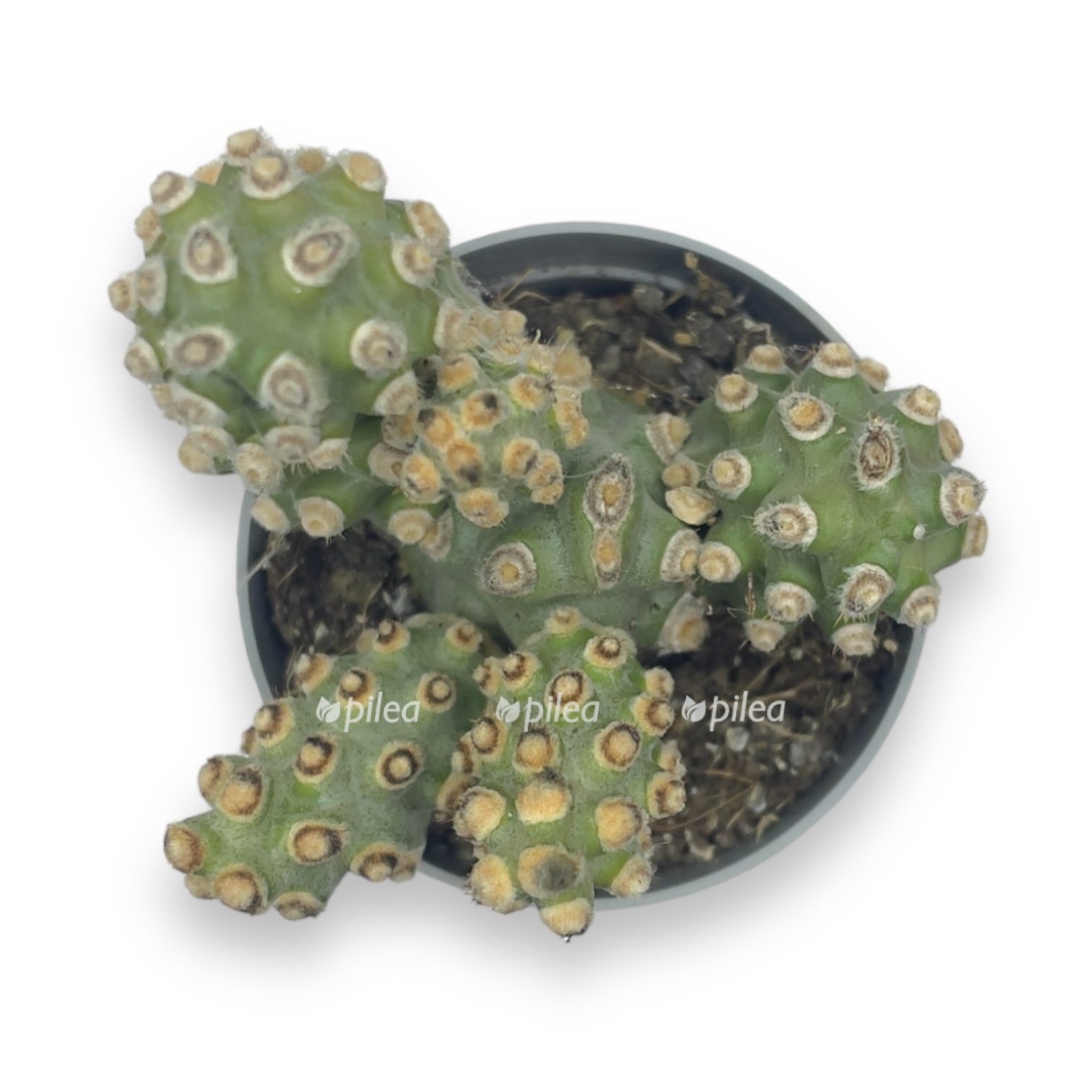 tefrokaktus molinenzis 2