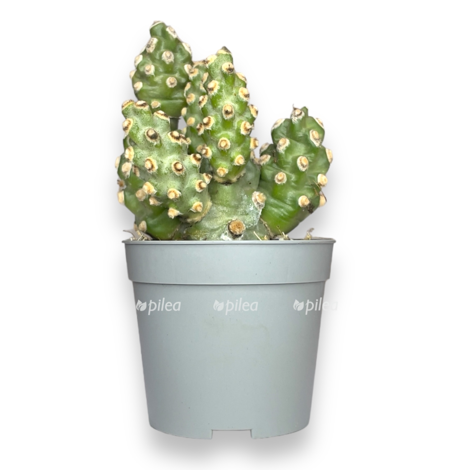 tefrokaktus molinenzis