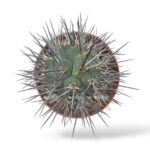 tephrocactus alexanderi