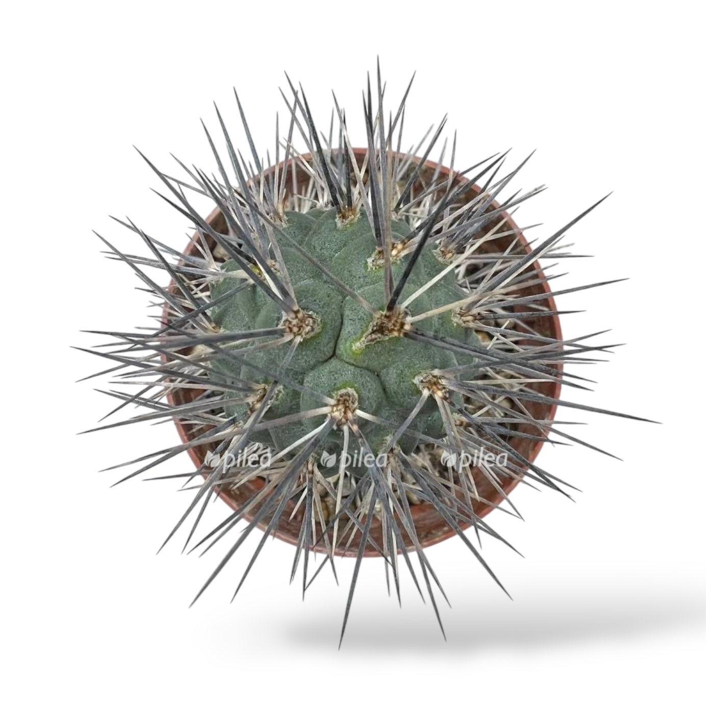 tephrocactus alexanderi