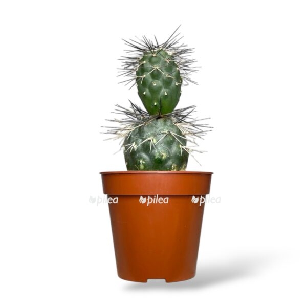 tephrocactus alexanderi e1740970227485