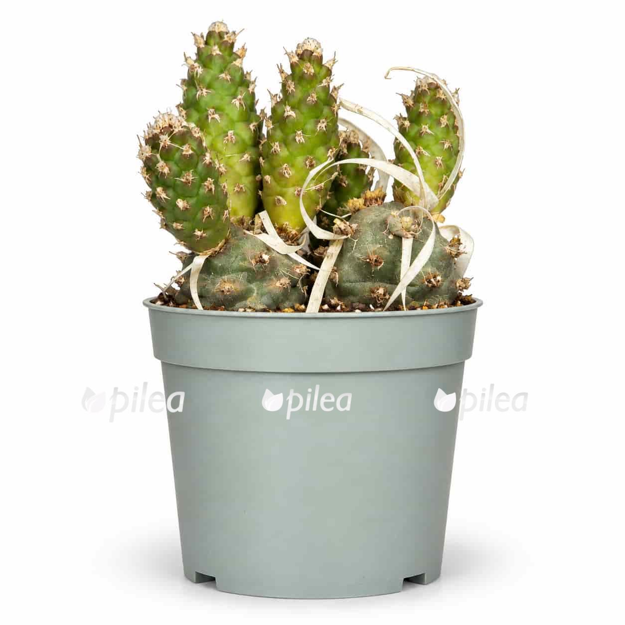 tephrocactus strobiliformis