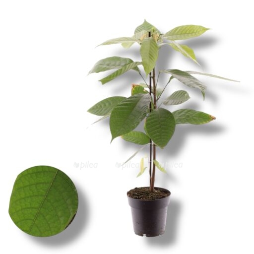 theobroma cacao e1769273498516