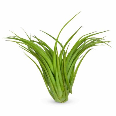 Тилландсия Капитата купить