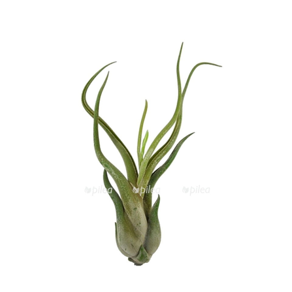 tillandsia caput medusae
