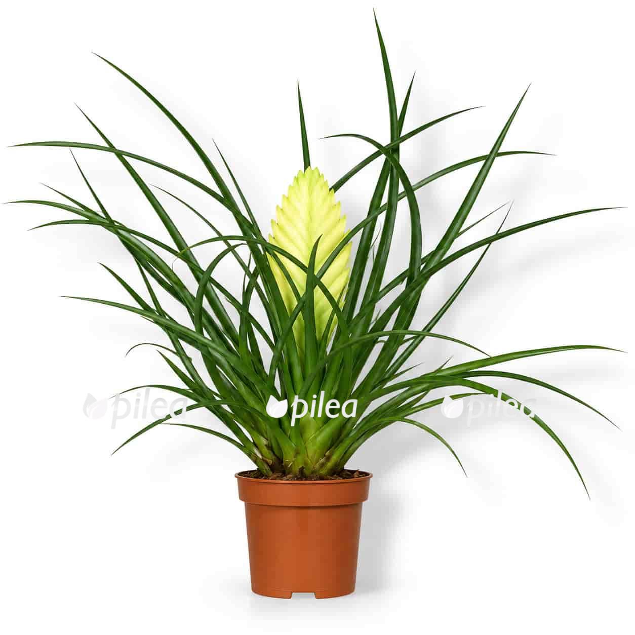 tillandsia cyanea biancini