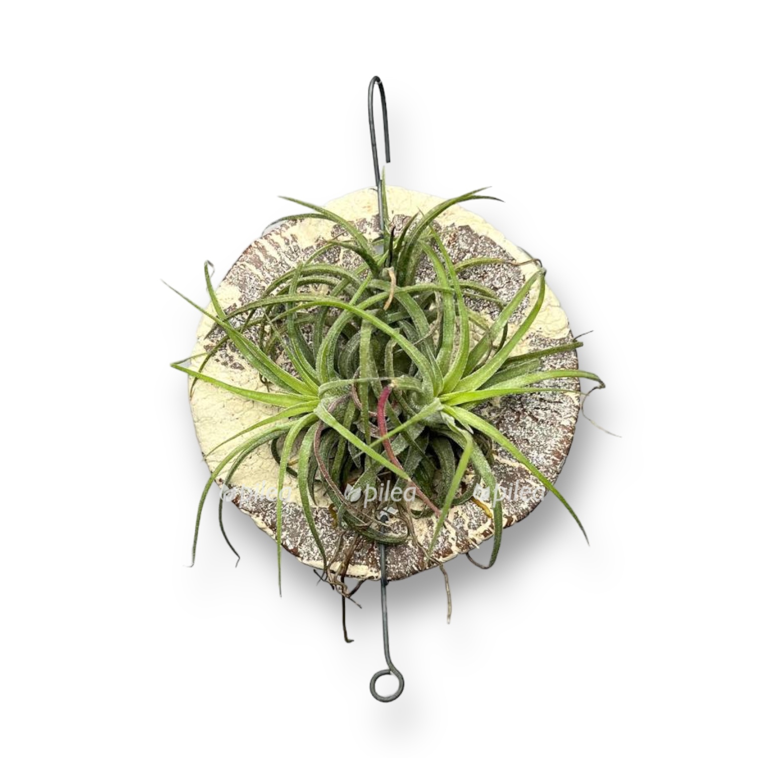 tillandsia