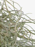 tillandsia usneoides close up 1