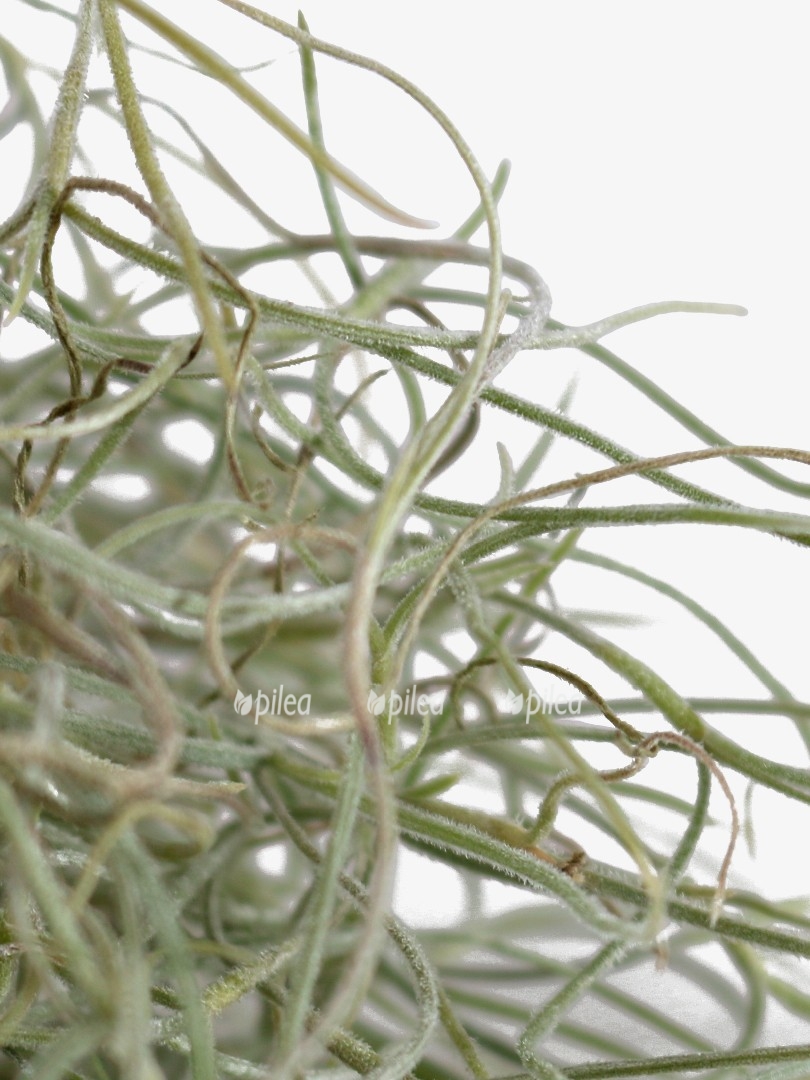 tillandsia usneoides close up 1