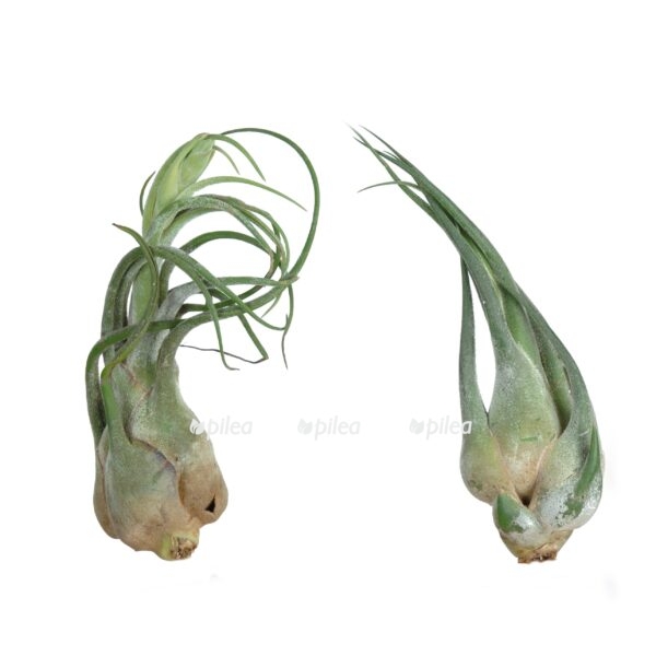 tillandsija seleriana e1615618668729 1