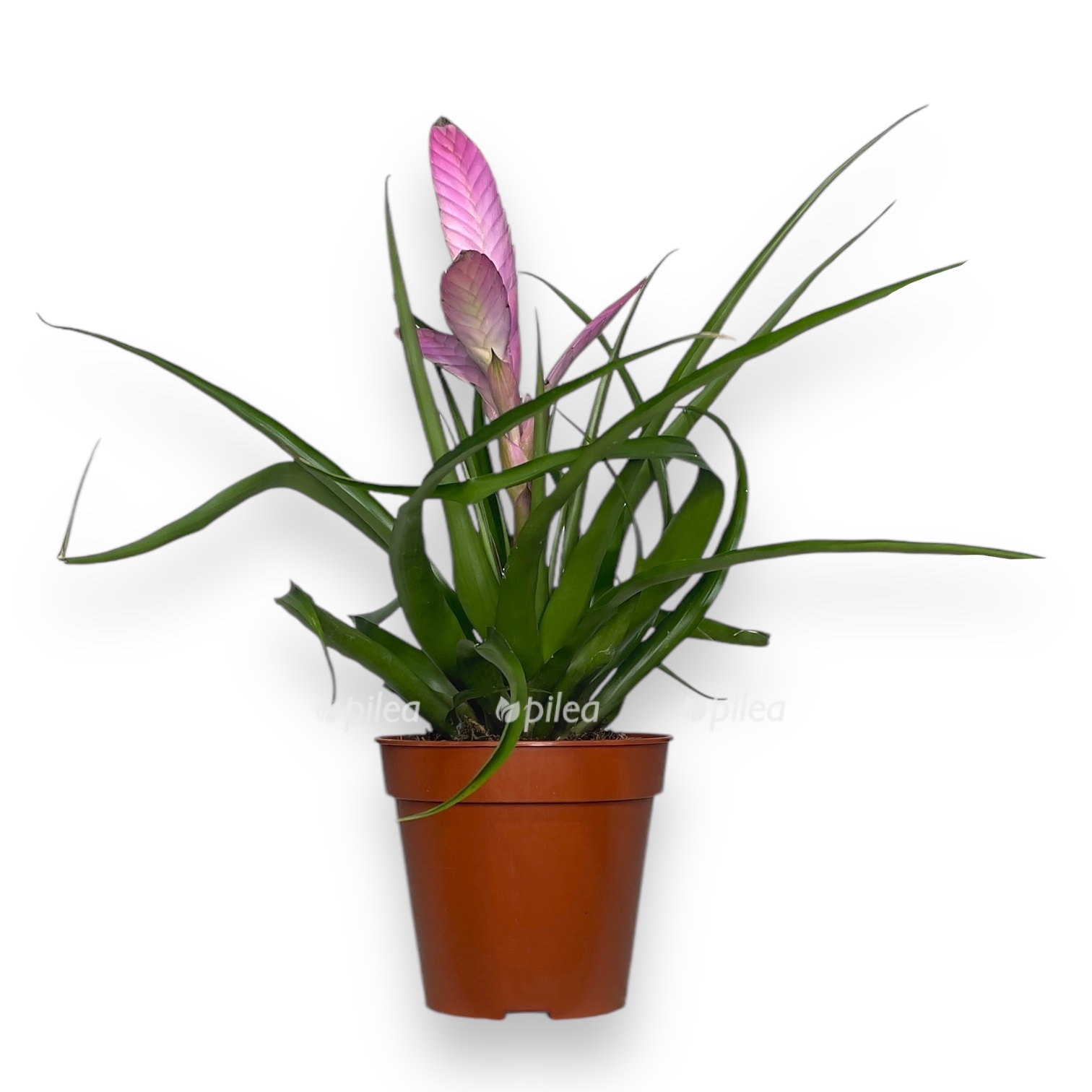 tillandsiya-antonio.jpeg tillandsiya antonio