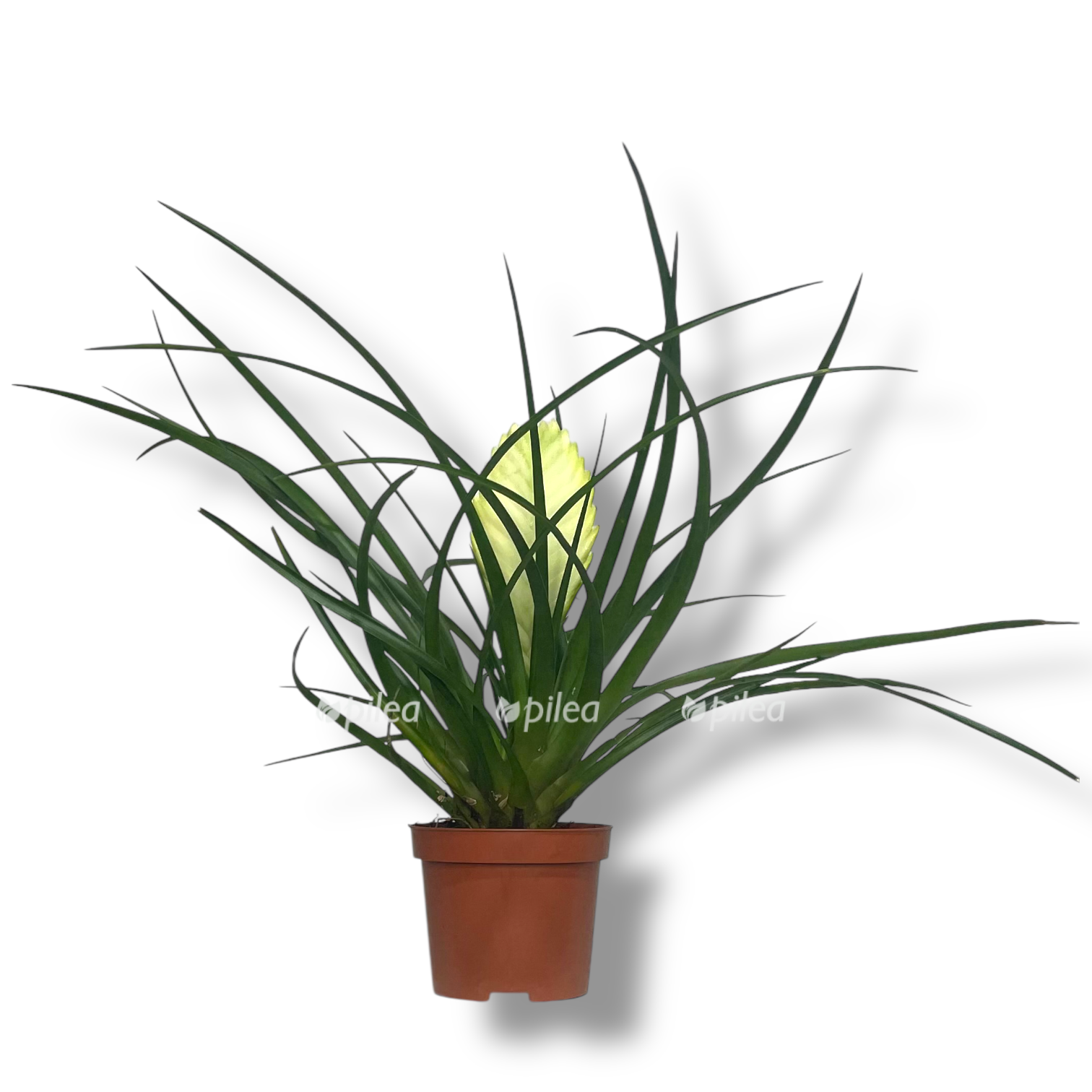 tillandsiya byanchini