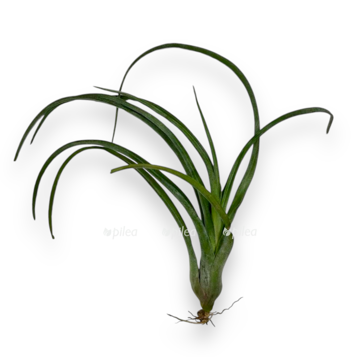 tillandsiya kurli slim