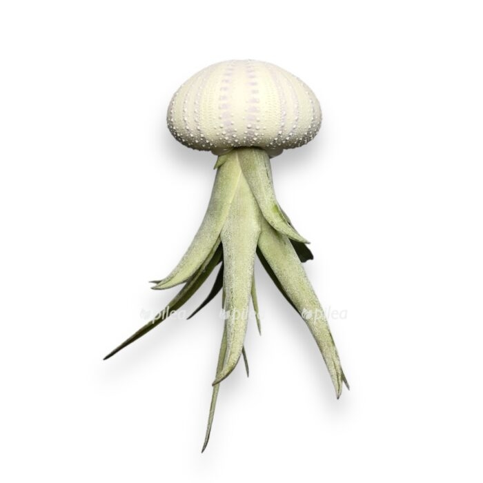 tillandsiya v rakushke e1711047394468