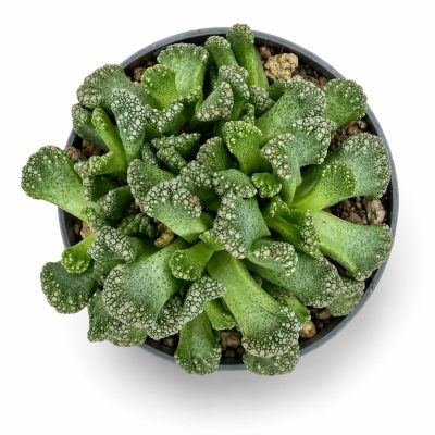 Титанопсис Калькарея купить