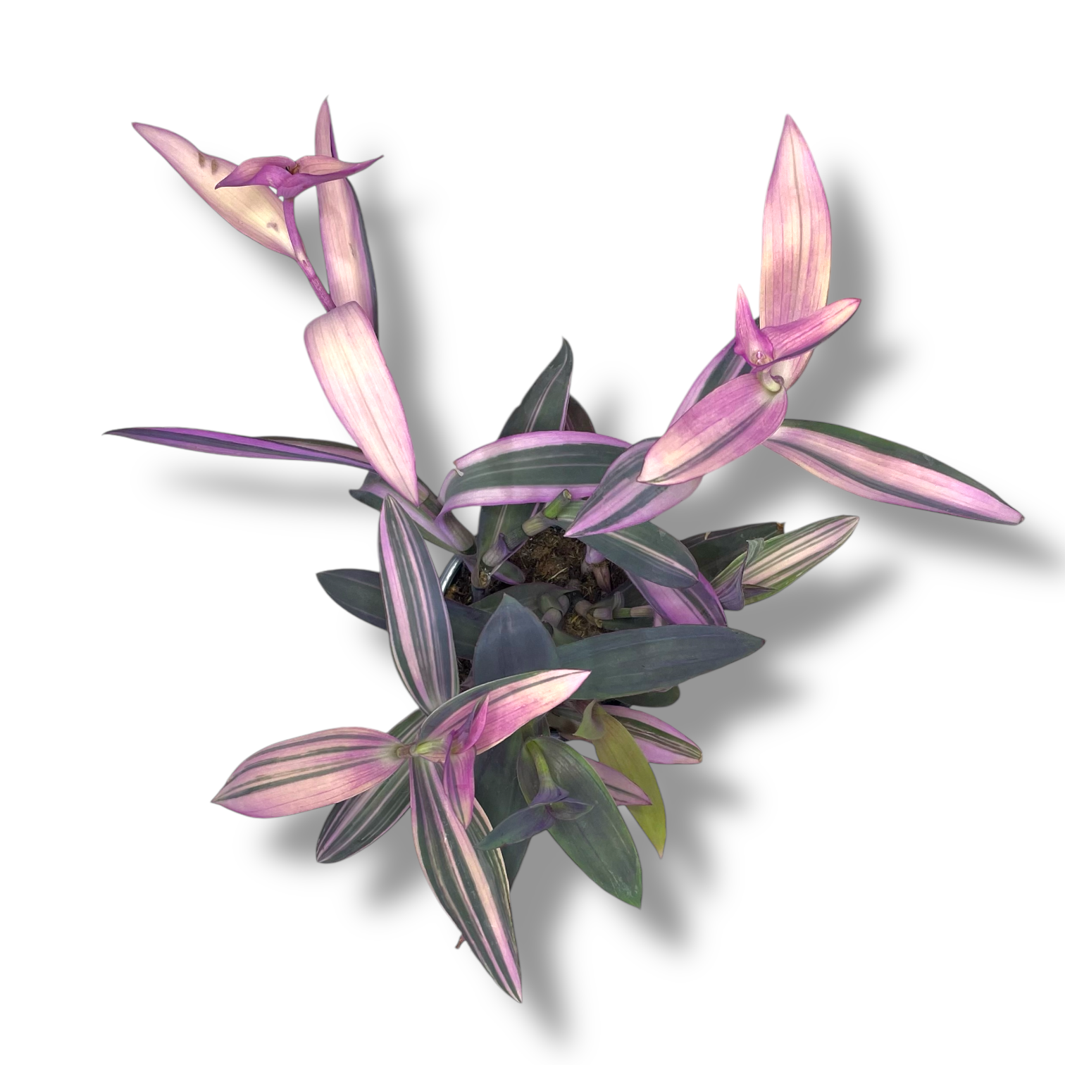 tradescantia pink stripe