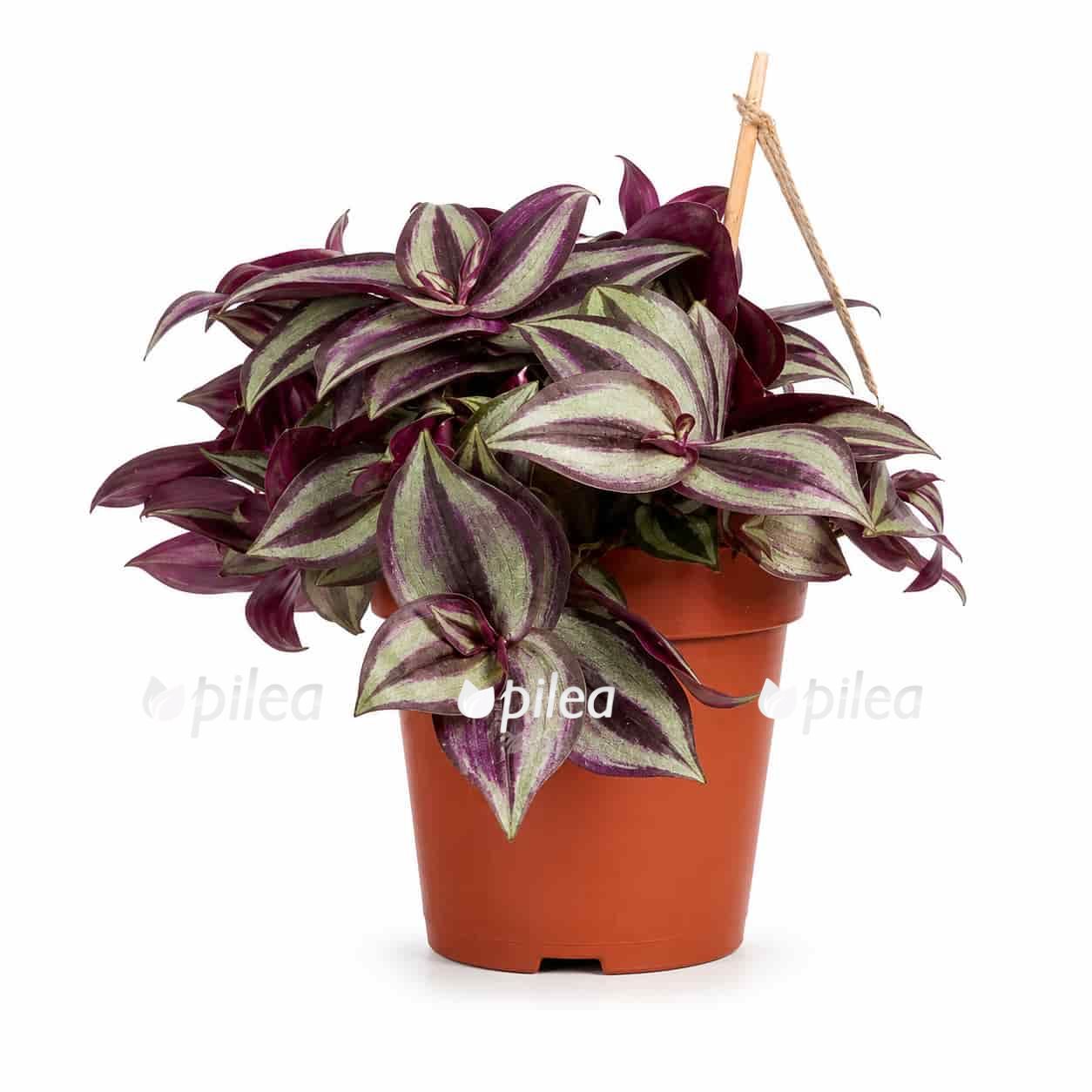 tradescantia-zebrina-purpusii tradescantia zebrina purpusii