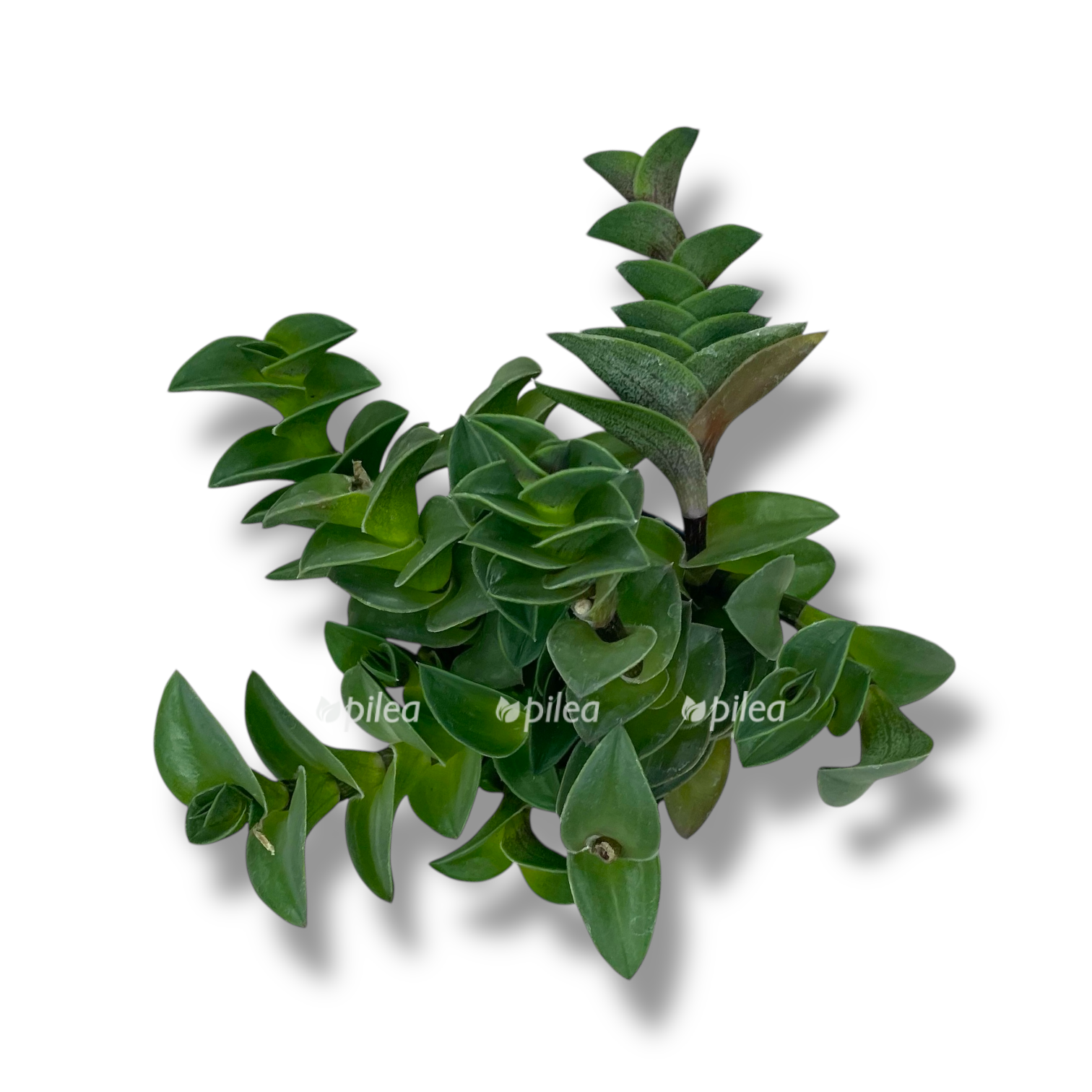 tradeskanciya navikularis