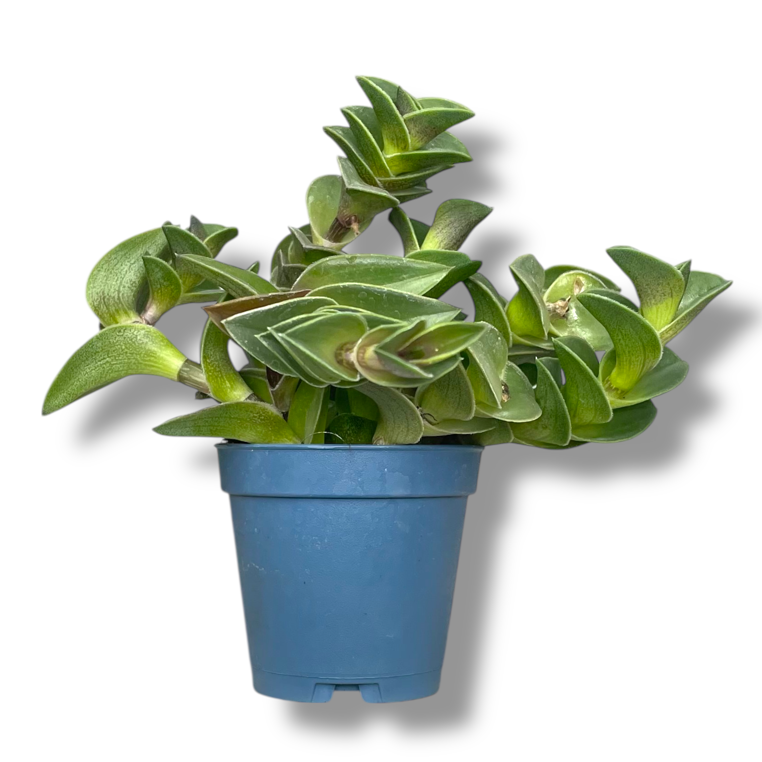 tradeskanciya navikularis